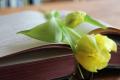 Aufgeschlagenes Buch, in der Mitte liegt eine gelbe Blume