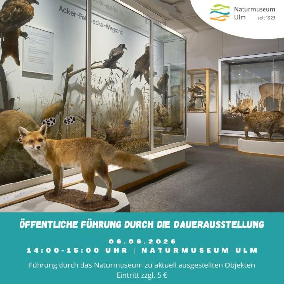 Fuchs im Museum
