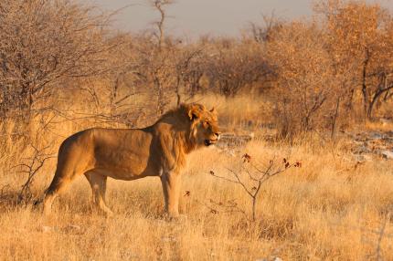 Löwe Etosha NP