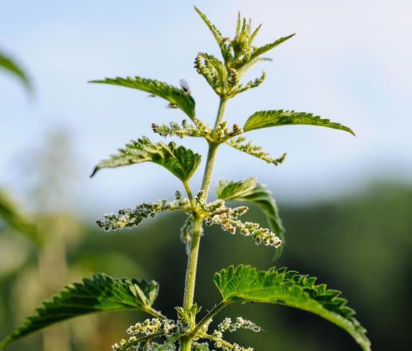Urtica dioica