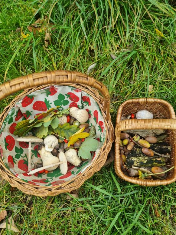 was man alles im Wald findet