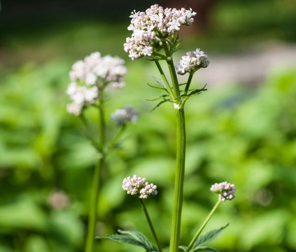 Valeriana officinalis