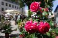 Tag der Rose