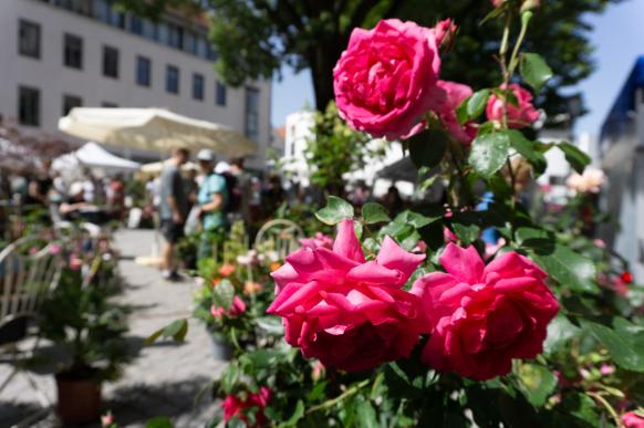 Tag der Rose