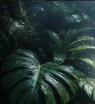 Monstera im Mondlicht