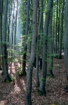 Wald