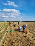 Ein Kartoffelacker; Menschen bei der Ernte