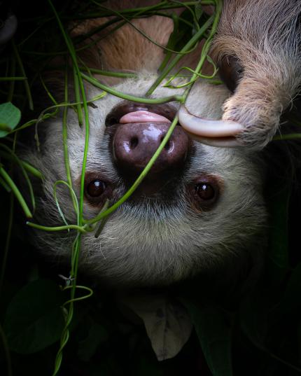 Hoffmann-Zweifingerfaultier, Cahuita 2023