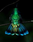 Kolibri Monteverde, Foto Alexander Honold