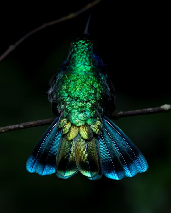 Kolibri Monteverde, Foto Alexander Honold