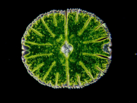 Micrasterias denticulata Querschnitt Mikroskop