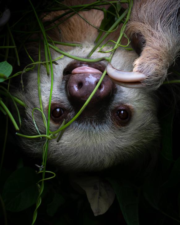 Hoffmann-Zweifingerfaultier, Cahuita, 2023