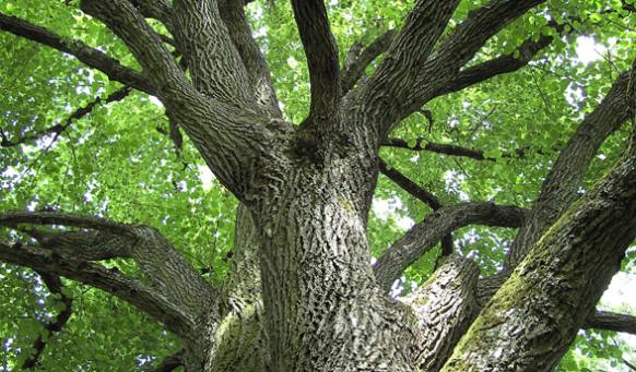 Foto Baum