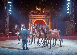 Der Ulmer Weihnachtscircus bei einem Auftritt