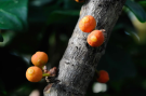 Ficus caballina