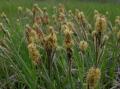 Carex flacca