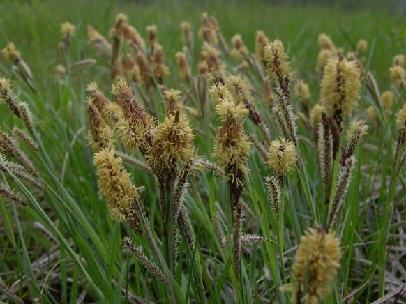 Carex flacca