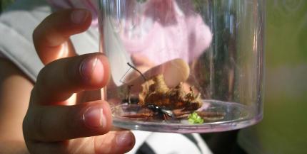 Glas mit Insekten