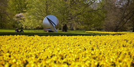 Gelbe Blumenwiese in der Friedrichsau