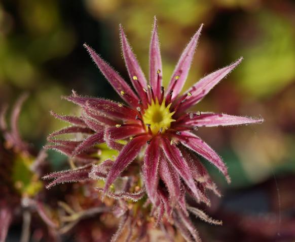 Sempervivum Hybride 'Chivalry'
