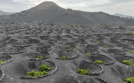 Angepasste Landwirtschaft auf Lanzarote