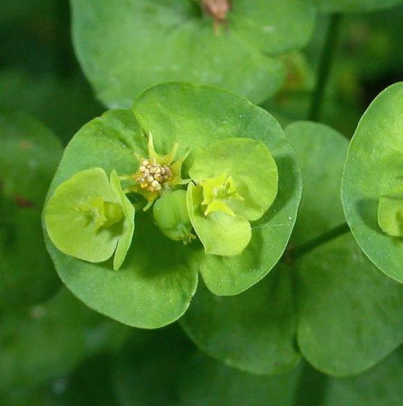 Euphorbia