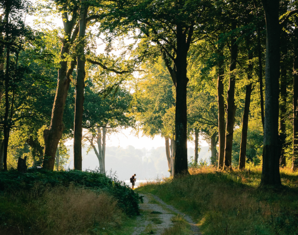 Mensch auf einem Waldweg, umgeben von Bäumen, im Sommer