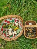 was man alles im Wald findet