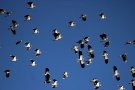 Fliegende Kiebitze vor blauem Himmel