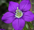 Ackerwildkr&auml;uter