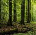 Wald