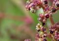 Amaranth-, Gänsefuß-, und Knöterichgewächse